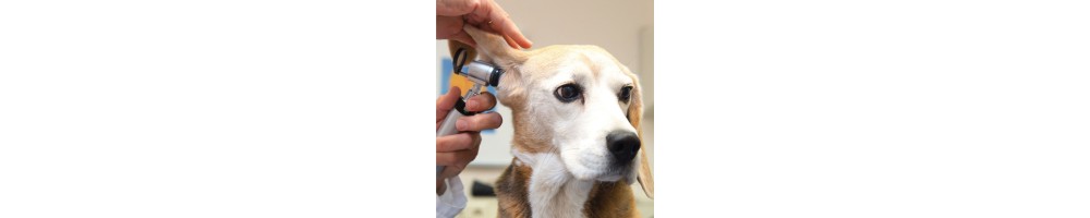 Veterinary ENT Diagnostic Instruments