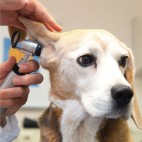 Veterinary ENT